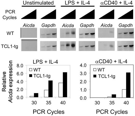 Figure 2. TCL1 enhances Aicda expression in B cells. Isolated B220+ spleen B cells from WT or TCL1-tg mice were treated with LPS (10 μg/mL) plus IL-4 (50 U/mL) or anti-CD40 (1.5 μg/mL) plus IL-4 (50 U/mL), followed by 30, 35, and 40 cycles of RT-PCR to detect relative Aidca and Gapdh mRNA levels. The data are representative of 2 repeat experiments.