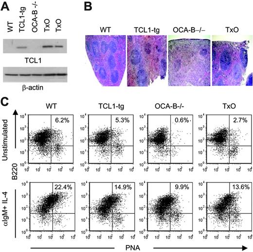 Figure 3. Characterization of 6- to 8-week-old TxO mice. (A) TCL1 expression is shown by Western blot for WT, TCL1-tg, OCA-B–/–, and TxO spleen cells. β-actin expression is shown in the bottom panel. (B) H&E staining of WT, TCL1-tg, OCA-B–/–, and TxO spleens. Original magnification, ×40. Visualization was performed using an Olympus BX40 microscope with a UPlan 4×/0.13 NA air objective (Olympus America, Melville, NY). Images were collected with an Olympus DP10 camera and processed with Adobe Photoshop 7.0 (Adobe Systems, San Jose, CA). (C) Detection of B220+PNAhi B cells by flow cytometry. Cells were untreated (top panels) or were stimulated with anti-IgM plus IL-4 (bottom panels).