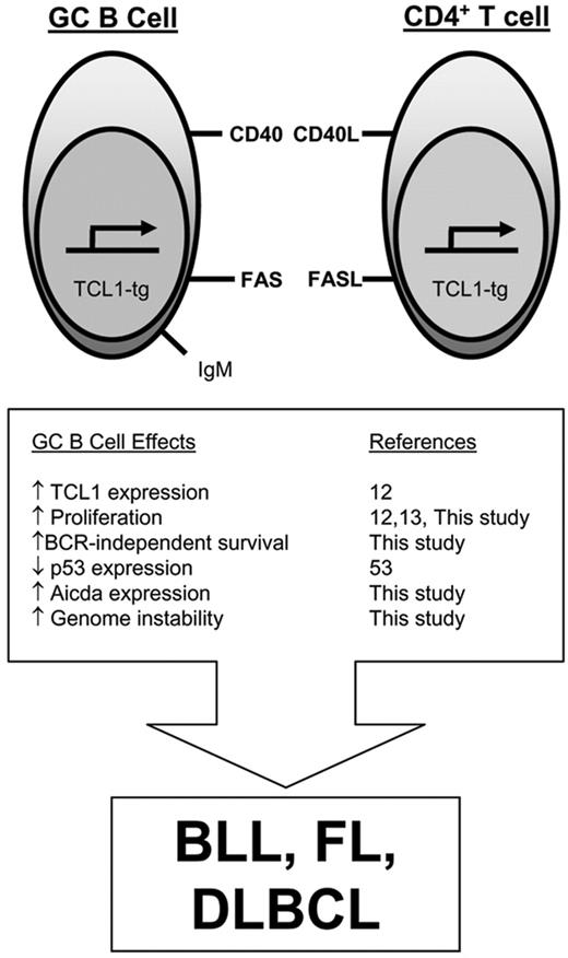 Figure 7. Model for TCL1-tg effects on GC B cells that promote malignant transformation. Aberrantly elevated pEμ-B29-TCL1 expression in the GC enhances lymphocyte proliferation, increases resistance to FAS-induced cell death, and augments Aicda expression. Since GC B cells have reduced p53 expression,53 these tumorigenic features occur in a setting that is relatively permissive for usual (SHM, CSR) and abnormal genomic alterations, increasing the likelihood for GC B-cell lymphoma development.