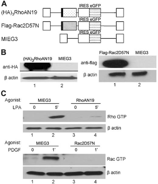 Figure 1. Retroviral vectors, transgene expression, and function. (A) Bicistronic MSCV-based retroviral vectors expressing EGFP and (HA)3RhoAN19 (▦), or Flag-Rac2D57N (▧). IRES indicates internal ribosome entry site. (B) Immunoblot analysis of transgene expression in the low-density bone marrow transduced cells probed for HA-tag (left), flag-tag (right), or β-actin (loading control). The blots are representative of 3 independent experiments with similar results. (C) Rhothekin/Pak pull-down assays to quantitate active, GTP-bound RhoA (Rho GTP), and Rac (Rac GTP) after specific agonist treatment. The level of β-actin is shown below as loading control. PDGF indicates platelet-derived growth factor; LPA, lysophosphatidic acid. The result is representative of 3 independent experiments.