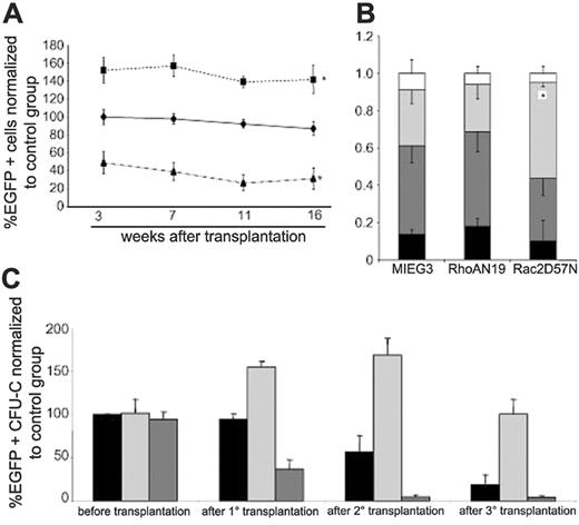 Figure 2. Effect of dominant-negative mutants on long-term repopulating ability of LDBM cells. (A) Evolution of chimerism in the peripheral blood of transplant recipient animals. Data represent percentage change in the peripheral-blood chimerism compared with the control group beginning 3 weeks after transplantation; MIEG3 (♦, control group), RhoAN19 (▪), Rac2D57N (▴). *P < .05 versus control group. The data represent the mean ± SEM of 3 independent experiments (n = 11). See initial engraftment raw data for each independent experiment in Table S1 (available on the Blood website; see the Supplemental Materials link at the top of the online article). (B) Lineage analysis of peripheral blood of the recipient animals (shown in panel A), 16 weeks after transplantation; CD3e (▪), B220/CR45R (dark gray bars), Gr1 (light gray bars), other (□). The data are normalized to the level of engraftment in each individual animal and represent the mean ± SEM of 3 independent experiments, *P < .01. See lineage analysis directly related with the proportion of EGFP+ cells from a representative experiment in Figure S1. (C) Analysis of transduction of progenitor (CFU) cells before and after serial transplants; control (▪), RhoAN19 (dark gray bars), and Rac2D57N (light gray bars). Data are represented as percentage change relative to control group before transplantation and represent the mean ± SEM of 3 independent experiments (N = 11), *P < .05 versus control group.
