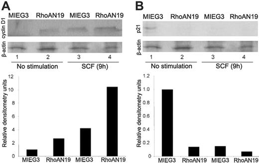 Figure 5. The effect of dominant-negative RhoA on cell-cycle modulators, cyclin D1 and p21. (A) Immunoblot analysis of cyclin D1 expression levels in ckit+ cells transduced with RhoAN19 (lanes 2 and 4) or control vector (lanes 1 and 3). β-Actin levels are used as loading control. Densitometry analysis of cyclin D1 levels normalized to β-actin are shown in the lower panel. One representative blot of at least 3 independent experiments is shown. (B) Immunoblot analysis of p21 expression levels in ckit+ cells transduced with RhoAN19 (lanes 2 and 4) or control vector (lanes 1 and 3). β-Actin levels are used as loading control. Densitometry analysis of p21 levels normalized to β-actin are shown in the lower panel. One representative blot of at least 3 independent experiments is shown. (A-B) The cells were either serum starved (lanes 1-2) or stimulated for 9 hours with SCF (lanes 3-4).