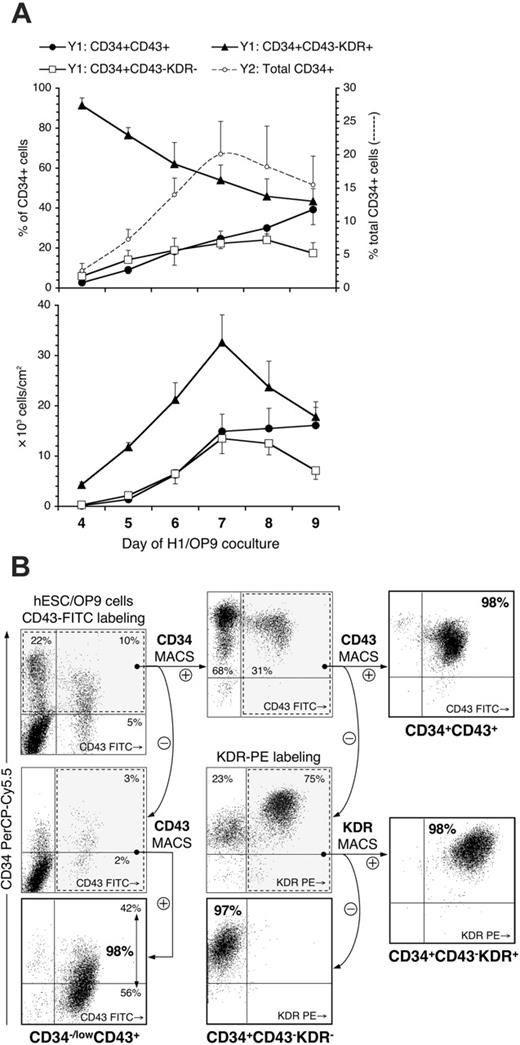 Figure 2. Developmental kinetics and sorting strategy of CD34+ subsets. (A) Kinetic analysis of CD34+ subsets in H1/OP9 coculture. Indicated CD34+ subsets were analyzed by FACS within gated CD34+ population and are represented on the top graph as percentage of CD34+ cells (left y1-axis). Total CD34+ cells (%) are depicted by dashed trend line (right y2-axis). The bottom graph shows absolute numbers of respective CD34+ subsets. Results are the mean ± SD from 4 independent experiments. (B) Flow diagram of multiparameter MACS separation of CD34+ subsets showing a FACS analysis of target cell populations throughout the sorting procedure (see “Materials and methods” for details). Positive and negative MACS fractions are indicated by arrows marked with + and – circles, respectively. Values within dot plots indicate percentage of cells in respective quadrants. The representative experiment is shown.