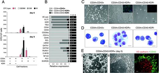 Figure 3. Hematopoietic and endothelial potential of CD34+ subsets. (A) CFC potential of MACS-sorted CD34+ subsets with indicated phenotype (+/– chart) was tested using MethoCult GF+ assay. Results are the mean ± SD from 9 independent experiments with H1 (n = 6) and H9 (n = 3) cells. NA indicates not applicable (subset was not detected/sorted). (B) qRT-PCR analysis of CD34+ subsets on day 6 of H1/OP9 coculture. The stacked bar graph shows expression levels of indicated transcripts represented by relative units (see “Materials and methods” for details). qPCR results are the means from 3 independent experiments. Representative agarose gel electrophoresis of qPCR products is shown. (C) Endothelial culture of CD34+ subsets isolated on day 6 of H1/OP9 coculture. Photographs show 5-day culture of indicated CD34+ subsets in endothelial conditions (scale bar represents 50 μm). Insets show VE-cadherin expression (scale bar represents 50 μm). VE-cadherin was stained by anti–VE-cadherin antibody (goat IgG; R&D Systems, Minneapolis, MN) followed by anti–goat IgG–Alexa Fluor-488 conjugate (green fluorescence; Molecular Probes). Cell nuclei were visualized by DAPI staining (blue fluorescence). Images were captured with an inverted DMIRB microscope (Leica Microsystems) equipped with a 20×/0.3 objective lens, and were acquired through MagnaFire camera and software (Optronics). Fluorescent images were composed using Adobe Photoshop software (Adobe Systems, San Jose, CA). The representative experiment is shown. Identical results were obtained with CD34+ subsets isolated on day 9 (H1, H9) and day 6 (H9). (D) Wright-stained cytospins of CD34+ subsets isolated on day 9 of H1/OP9 coculture (scale bar represents 10 μm). Images were captured with a Microphot-SA microscope (Nikon, Melville, NY) equipped with a 100×/1.40 oil-immersion objective lens, and were acquired through a DFC320 camera and Firecam 1.3 software (Leica Microsystems). (E) CD34+CD43– KDR+ cells isolated on day 5 of H1/OP9 coculture were cultured 6 days with fresh OP9 cells (i) or without feeder cells (ii) in StemSpan serum-free medium (StemCell Technologies) supplemented with 2% FBS (HyClone Laboratories), Ex-Cyte (1/500; Serological, Norcross, GA), 10 ng/mL bFGF, 50 ng/mL SCF, 10 ng/mL TPO, 20 ng/mL IL-6. Central endothelial clusters (ECs) surrounded by proliferating hematopoietic clusters (HCs) were observed in coculture with OP9 cells (i; scale bar represents 100 μm). Similar hematoendothelial colonies were formed in feeder-free cultures (ii; scale bar represents 50 μm); bright-field (left panel) and fluorescent (right panel) photographs show the same colony stained with anti-CD43 mAb (BD Pharmingen, San Diego, CA) and anti–VE-cadherin antibody (goat IgG; R&D Systems) followed by anti–mouse IgG–Alexa Fluor-488 (green fluorescence) and anti–goat IgG–Alexa Fluor-555 conjugates (red florescence; Molecular Probes). Images captured with an inverted DMIRB microscope (Leica Microsystems) equipped with a 10×/0.25 (i) or a 20×/0.3 (ii) objective lens, and were acquired with a MagnaFire camera and software (Optronics). Note a clear separation of the hematopoietic and endothelial cells by CD43 staining: all rounded hematopoietic cells are CD43+, but adherent VE-cadherin+ endothelial cells are CD43–.