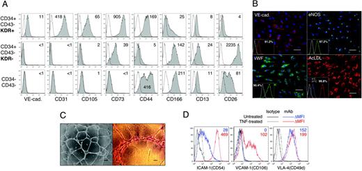 Figure 4. Endothelial phenotype and function of CD34+CD43–KDR+ cells isolated after 6 days of H1/OP9 coculture. (A) FACS analysis of KDR+ and KDR– fractions of CD34+CD43– cells isolated on day 9 of H1/OP9 coculture. Phenotype of CD34+CD43– KDR– cells was compared with phenotype of CD34–CD43– cells obtained after depletion of CD34+ and CD43+ cells. Plots show isotype control (open) and specific mAb (tinted) histograms. Values within plots indicate specific mean fluorescence intensity (ΔMFI) calculated by formula: linear-scaled MFI of specific mAb-stained cells – linear-scaled MFI of isotype control mAb-treated cells. The representative experiment is shown. Similar results were obtained in 5 independent experiments with H1- and H9-derived CD34+CD43–KDR+/– cells isolated on day 6 (n = 2) and day 9 (n = 3) of differentiation. (B) CD34+CD43–KDR+ cells were cultured 7 days in endothelial expansion conditions and examined for markers of mature endothelial cells. Immunofluorescent staining was performed with primary antibodies against VE-cadherin (goat IgG; R&D Systems), von Willebrand factor (VWF; rabbit IgG; Sigma) and endothelial NO synthetase (eNOS; mouse IgG1; BD Pharmingen) followed by respective secondary antibody against goat IgG-Alexa Fluor-555 (red fluorescence), rabbit IgG-Alexa Fluor-488 (green fluorescence), and mouse IgG-Alexa Fluor-488 (Molecular Probes). Negative controls were done using appropriate primary IgG controls (Sigma). Cell nuclei were visualized by DAPI staining (blue fluorescence). Images were captured with an inverted DMIRB microscope (Leica Microsystems) equipped with a 20×/0.3 objective lens, and were acquired with a MagnaFire camera and software (Optronics). Fluorescent images were composed using Adobe Photoshop software. Ac-LDL uptake was assessed by incubation with DiI-Ac-LDL conjugate as described in “Materials and methods.” Scale bar represents 50 μm. Insets show FACS analysis of respective surface (VE-cadherin) and intracellular (eNOS, VWF) markers in parallel cultures, or instant FACS profiles of cells incubated with DiI-Ac-LDL at 37°C (Ac-LDL uptake) versus 4°C (control Ac-LDL binding). (C) Vascular tubes formation by CD34+CD43– KDR+ cells (scale bar represents 200 μm, left panel; and 50 μm, right panel). Images were captured with an inverted DMIRB micrscope (Leica Microsystems) equipped with a 5×/0.12 (left) or 20×/0.3 (right) objective lens, and were acquired through a MagnaFire camera and software (Optronics). (D) TNF-induced up-regulation of ICAM-1 and induction of VCAM-1 expression in CD34+CD43–KDR+ endothelial cultures. Numbers within plots indicate ΔMFI values for untreated (blue) and TNF-treated (red) cells. VLA-4 staining was used as a control. A representative example of 3 independent experiments is shown.
