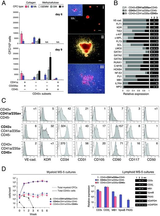Figure 6. Phenotypic and functional analysis of CD43+ subsets. (A) CFC potential of FACS-sorted CD43+ subsets on day 6 and day 9 of hESC/OP9 cocultures. CFC-E/Mks and CFC-GEMM/GM/Ms were determined by serum-free MegaCult collagen assay and FBS-containing MethoCult GF+ methylcellulose assay, respectively. Results are the mean ± SD from 9 independent experiments (H1, n = 6; H9, n = 3). NA indicates not applicable (subset was not detected/sorted). Photographs show typical E and small Mk colonies detected in CD43+CD41a/CD235a+CD45–/+ subsets (i, scale bar represents 200 μm; inset shows Mk colony stained with anti-CD41a mAb, scale bar represents 50 μm) and multilineage GEMM (ii, scale bar represents 200 μm) and large Mk colonies (iii, scale bar represents 50 μm) detected in CD43+CD41a/CD235a–CD45–/+ subsets. Images were captured with an inverted DMIRB microscope (Leica Microsystems) equipped with a 5×/0.12 (i-iii) or a 20×/0.3 (inset) objective lens, and were acquired with a MagnaFire camera and software (Optronics). (B) qRT-PCR analysis of FACS-sorted CD43+ subsets on day 8 of H1/OP9 coculture. The stacked bar graph shows expression levels of indicated transcripts represented by relative units (see “Materials and methods” for details). Results are the means of 2 independent experiments. Representative agarose gel electrophoresis of qPCR products is shown. (C) FACS analysis of CD43+ subsets. CD43+ cells were isolated on day 8 of H1/OP9 coculture by direct CD43 MACS microbeads. Color-matching combinations of CD43, CD41a, CD235a, CD45, and indicated mAbs were used for CD43+ subset gating and analysis. Plots show isotype control (open) and specific mAb (tinted) histograms. Values within plots indicate ΔMFI values. Representative analysis of 3 independent experiments is shown. (D) Lymphoid and myeloid differentiation of FACS-sorted CD43+ subsets in coculture with MS-5 stromal cells. CD43+ subsets were isolated on day 8 of hESC/OP9 cocultures and cultured with MS-5 cells in presence of cytokines supporting either lymphoid or myeloid differentiation (see “Materials and methods” for details). Lymphoid MS-5 cultures were examined for expression of NK cell (CD3E, CD3Z) and B-cell (MB1, VPREB, PAX5) specific transcripts by qRT-PCR on the fourth week of culture. The relative expression of each GAPDH-normalized target gene was calculated in comparison with isolated CD43+ cells before coculture (MB1, very low levels of CD3E/Z, but no detectable VPREB and PAX5 were found in CD43+ cells before coculture). Results are the mean ± SD from 3 independent experiments with H1 (n = 2) and H9 (n = 1) cells. A representative agarose gel of qPCR products is shown. Myeloid MS-5 cocultures were examined for total CD43+ cells and myeloid CFCs (GM/M) during 6 weeks of culture. Results are the means ± SD from 4 independent experiments (H1, n = 2; H9, n = 2).