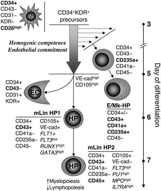 Figure 7. A model of hematoendothelial differentiation in hESC/OP9 coculture. Hematopoietic and endothelial cells develop from early precursors identified by a CD34+KDR+(CD43–) phenotype. These precursors appear at day 3 of differentiation and retain hematoendothelial potential up to day 5, but after 6 days, CD34+CD43– KDR+ cells constitute a population of committed endothelial cells (ECs). CD43 is identified as a specific marker of early hematopoietic progenitors. Two types of CD43+ hematopoietic progenitors are identified in hESC/OP9 coculture: (1) CD43+CD41a/CD235a+ erythro-megakaryocytic progenitors (E/Mk-HP) first detectable on day 4 of differentiation, and (2) CD43+CD41a/CD235a– multilineage (mLin) progenitors (HP1) appeared 2 days later. Emergence of E/Mk-HP before mLin HP1 and residual expression of VE-cadherin, FLT1, and CD105 endothelial markers by HP1 cells may reflect a step-wise endothelial commitment of CD34+KDR+ hematoendothelial precursors (block arrow): CD34+KDR+ precursors at initial pre-endothelial commitment stage are only competent to generate E/Mk-HP through CD235+ intermediates, whereas multipotent HP1 are derived from CD34+KDR+ precursors with an endothelial phenotype (VE-cadherinhighCD105high). HP1 have lymphomyeloid potential and a gene expression profile found in the most immature hematopoietic progenitors. HP1 transition to CD45+ stage (HP2) is associated with progressive myeloid commitment and a decrease of lymphoid potential. CD34+CD43–KDR–CD26high cells arise along with the first CD34+KDR+ cells and may comprise more than 20% of total CD34+ cells in hESC/OP9 cocultures. These cells are devoid of detectable hematoendothelial potential.