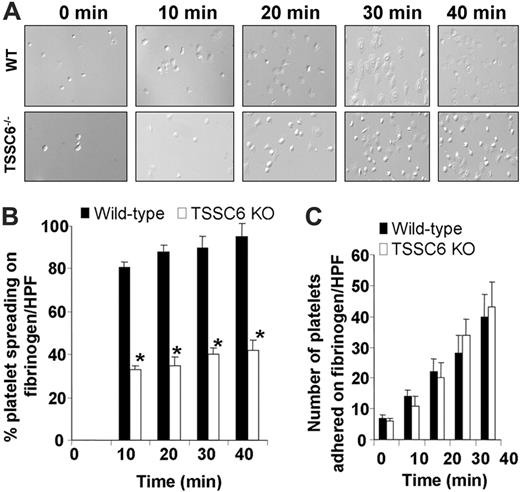 Figure 5. TSSC6–/– platelets display restricted cytoskeletal reorganization upon spreading on immobilized fibrinogen. (A) Washed wild-type and TSSC6–/– platelets were allowed to adhere for 0 to 40 minutes at 37°C to a fibrinogen matrix. Adherent platelets were fixed and imaged by DIC microscopy. Images were captured with an Axiovert 135 microscope (Zeiss, Oberkochen, Germany) with a 63×/1.25 oil immersion lens and a PixeLINK megapixel firewire camera (model PL-A661; PixeLINK, Ottawa, ON, Canada) and PixeLINK software version 3.2. (B) The percentage of spread platelets for each genotype were quantitated per high-powered field (*P < .05, n = 3). DIC images shown are a representative of 3 independent experiments. (C) The number of adherent platelets for each genotype was quantitated per high-powered field (P > .05; n = 3). Results are representative of 3 independent experiments.