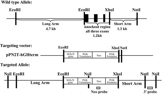 Figure 1. Deletion of Icam4 gene. Targeting strategy for homologous recombination in ES cells. Restriction map of wild-type Icam4 allele (top), targeting vector (middle), and targeted allele (bottom). In the wild-type Icam4 allele the black boxes represent the 3 exons. In the targeting vector, hGh-N indicates human growth hormone-N gene; PGK, phosphoglycerate kinase; Neo, bacterial neomycin resistance gene.