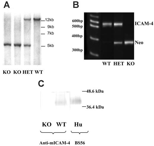 Figure 2. Targeted disruption of Icam4. (A) Southern blot analysis of NsiI-digested DNA derived from tail vein samples of offspring from heterozygous mating pair. Blot probed with 3′ probe (shown in Figure 1) depicts homozygous animals containing only a 5.2-kb band derived from the targeted allele and the neomycin cassette (lanes 1 and 2). Heterozygote possesses both the 5.2-kb band and the endogenous DNA migrating at 12.8 kb (lane 3). Wild-type animal contains only the endogenous 12.8-kb band (lane 4). (B) PCR analysis of tail gDNA. Primers binding to Icam4 exon 1 and exon 2 amplified a 528-bp fragment; primers binding to the Neo gene amplified a 381-bp fragment. Molecular weight markers (lane 1); gDNA from wild-type mouse generated a 528-bp fragment (lane 2); gDNA from heterozygote generated 528-bp and 381-bp fragments (lane 3); gDNA from homozygous mouse generated a 381-bp fragment (lane 4). (C) Western blot analysis of erythrocyte membranes. Equivalent amounts of erythrocyte membranes from wild-type and knock-out mice probed with antibody recognizing mouse ICAM-4 produced a band of appropriate size for ICAM-4 in wild-type membranes, which was absent in knock-out membranes. As a positive control, human erythrocyte membranes were probed with BS56, a well-characterized antibody to ICAM-4 and produced an immunoreactive band migrating at a similar molecular weight as the band observed in wild-type mouse erythrocyte membranes.