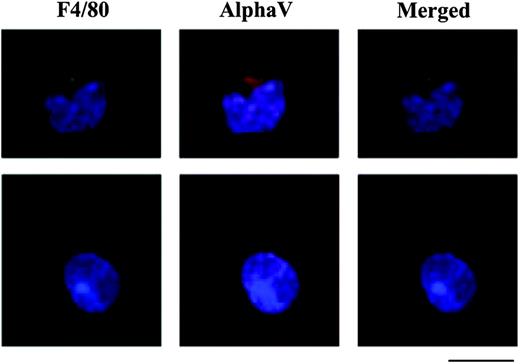 Figure 6. Expression of F4/80 and αV integrin on central macrophages. Central macrophages isolated from erythroblastic islands were analyzed by immunofluorescence microscopy in double antibody label experiments using macrophage-specific probe antibody F4/80 (green), anti-CD51 (red), and DNA (Hoechst 33342; blue). Two representative cells are shown, one in the top 3 panels and the other in the bottom 3 panels. Merged image signals showed colocalization (yellow) of the 2 antibody markers indicating that central macrophages isolated from erythroblastic islands express the αV integrin subunit. Bar represents 10 μm.