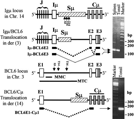 Figure 1. Chimeric transcripts produced from Igμ/BCL6-translocated B cells. Shown on the left is a diagram of the germ-line BCL6 locus in chromosome 3 (Chr. 3) and Ig locus in Chr. 14, their reciprocal Igμ/BCL6-translocated loci, and the generation of the chimeric Iμ-BCL6 and BCL6E1-Cμ transcripts from the fusion genes. The chimeric transcripts amplified from tonsillar and/or splenic B cells are shown on the right. For Iμ-BCL6 transcripts, the major product of the chimeric transcripts is Igμ-BCL6E2, whereas Igμ-BCL6E3 is the minor product. The arrows present the Igμ/BCL6 recombination junctions isolated from human CD38+ B cells shown in Figure 4. MMC indicates major mutation cluster; MTC, major translocation cluster.
