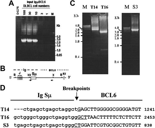 Figure 4. Igμ/BCL6 translocation products from human primary B cells. (A) Sensitivity of the genomic DNA PCR assay for Igμ/BCL6 translocation. Various DLBCL cells known to have Igμ/BCL6 translocation were diluted into the background of DG75 cells as DNA template for PCR, and the sensitivity of the assay was determined to be between 3 and 10 copies/reaction. (B) Diagram of the primer position for the PCR. (C) PCR amplification of the Igμ/BCL6 translocation products from CD38+ B cells from spleen (S3) and tonsils (T14 and T16). (D) Recombination breakpoints of the 3 isolated translocation products are shown. The lowercase letters present the sequences from Ig Sμ; and the capital letters, for the intron 1 sequence of the BCL6 gene. The overlapped nucleotides in the breakpoints are underlined. The internal deleted portion of the Sμ in the clone T14 is indicated with the dashed line. The sequence numbers correspond to the BCL6 gene of GenBank accession no. AY189709. The breakpoint positions for these clones are diagrammed in Figure 1.