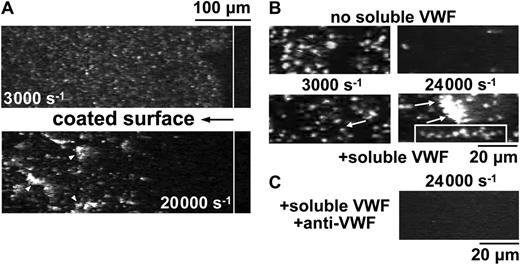 Figure 2. Activation-independent platelet aggregation at the interface of immobilized and soluble VWF. (A) Blood prepared as described in the legend to Figure 1, but with 10 μM PG E1 added to inhibit platelet activation and 5 mM EDTA to prevent ligand binding to integrins, was perfused over immobilized VWF (20 μg/mL coating concentration). The white line delimits VWF-coated (to the left) from uncoated glass. Single platelets adhere when the shear rate is 3000 s–1 (top); rolling aggregates (some identified by arrowheads) form at 20 000 s–1 (bottom). Images from Video S2, part 1. (B) Perfusion over immobilized VWF of washed blood cells suspended in Hepes/Tyrode buffer, pH 7.4. In the absence of soluble VWF, single platelets adhere when the shear rate is 3000 s–1 (top left), and fewer single platelets adhere at 24 000 s–1 (top right). After adding soluble VWF (20 μg/mL), single platelets adhere at 3000 s–1 (bottom left; an arrow points to a single platelet shown for reference), but aggregates form at 24 000 s–1 (bottom right; arrows point to a rolling aggregate and an inset highlights a stretched aggregate during stationary adhesion). Images from Video S2, part 2. (C) Perfusion over immobilized VWF of washed blood cells with added soluble VWF and anti-VWF A1 domain monoclonal antibody (NMC-4, 20 μg/mL).17 No platelet adhesion is detected.