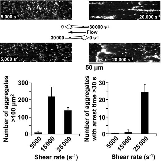 Figure 3. Effect of shear rate gradients on activation-independent platelet aggregates. Blood containing PPACK and PG E1 (see legend to Figure 2) was perfused over immobilized VWF. The drawing between the single-frame images shows the shape of the flow path and the direction of flow (black arrow) in the perfusion chamber used for this experiment. The highest shear rate was either at the inlet (top images) or at the outlet (bottom images), and positions where the wall shear rate was 5000 s–1 (left images) or 20 000 s–1 (right images) are shown for each flow condition. Both images on the right show activation-independent aggregates at 20 000 s–1 (position indicated by a black dot in the drawing). When higher shear rates are upstream of the position shown (top right image), aggregates are elongated and stationary on the surface for prolonged periods of time. When lower shear rates are upstream of the position shown (bottom right image), aggregates are predominantly rolling with varying shape. Only single platelets are seen at 5000 s–1 (position indicated by “x” in the drawing), whether downstream of higher shear rates (top left image) or lower shear rates (bottom left image). Images from Video S4. Bar graphs: Quantitative evaluation of the number of activation-independent aggregates with cross-sectional area more than 100 μM2 (left) and surface arrest time more than 30 seconds (right) present at positions exposed to the indicated shear rates in a flow field with velocity increasing linearly in the direction of flow (lower shear rates upstream). Measurements performed in a field of view = 120 000 μM2.