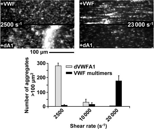 Figure 6. Activation-independent platelet aggregation mediated by multimeric VWF or isolated VWF A1 domain. Perfusion over immobilized VWF of washed blood cells suspended in Hepes/Tyrode buffer, pH 7.4 (see legend to Figure 2B). In the presence of soluble multimeric VWF (+VWF; 20 μg/mL), single platelets adhere when the shear rate is 2500 s–1, and elongated, firmly adherent activation-independent aggregates form at 23 000 s–1. In contrast, in the presence of soluble dimeric VWF A1 domain (+dA1; 5 μg/mL), large rolling aggregates form on the surface when the shear rate is 2500 s–1, but only single platelets adhere when the shear rate is 23 000 s–1. Bar graph: Quantitative evaluation of the number of activation-independent aggregates with cross-sectional area more than 100 μM2 present at positions exposed to the indicated wall shear rates in the presence of soluble VWF (VWF multimers) or isolated dimeric A1 domain (dVWFA1). Measurements performed in a field of view = 120 000 μM2. Images from Video S10.