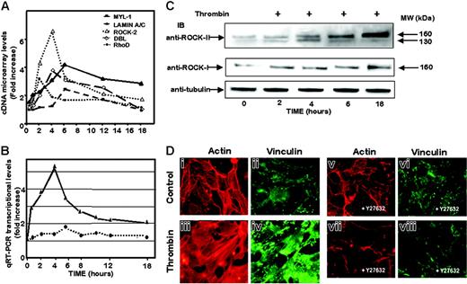 Figure 2. Thrombin-induced increase in ROCK-II transcription and protein in HMEC-1 cells. (A) Time-dependent changes in the expression levels of genes linked to Rho pathways. cDNA microarrays were performed as described in “Materials and methods.” The graph represents individual profiling of the genes described in Table S1. (B) Validation of microarray data with real-time quantitative PCR analysis of ROCK mRNA: changes in ROCK-II mRNA (▴) and ROCK-I mRNA (•) were normalized to that observed with 18S ribosomal mRNA, as described in “Materials and methods.” Results were analyzed by the ΔΔCt method that reflects the difference in threshold for the target gene relative to that of 18S in each sample, and are expressed as fold induction of ROCK-II or ROCK-I mRNA expression in thrombin-stimulated HMEC-1 cells compared with time-matched untreated HMEC-1 cells in 3 independent experiments. (C) Representative experiments of time-dependent modulation in ROCK-II and ROCK-I proteins in thrombin-treated HMEC-1 cells. Each cell lysate (20 μg) was resolved on 4% to 12% SDS-PAGE gradient under reducing conditions. The blots were probed with anti–ROCK-II monoclonal antibody (top panel) or anti–ROCK-I polyclonal rabbit antibody (center panel) or with antitubulin as loading controls (bottom panel). (D) Cytoskeleton rearrangement in response to thrombin. Serum-starved HMEC-1 cells were cultured on glass chambers and stained for actin or vinculin, as described in “Materials and methods.” After 4 hours of stimulation, images were acquired on an inversed fluorescent microscope and were captured using the Lucias software for Nikon. Control (i, ii, v, vi) indicates unstimulated cells; thrombin (iii, iv, vii, viii), HMEC-1 cells stimulated with 1 IU/mL thrombin for 4 hours. When required, 1μM Y27632 was added 1 hour before stimulation and was maintained in the culture medium throughout the stimulation step. Objective magnification, 40×/0.60 NA.