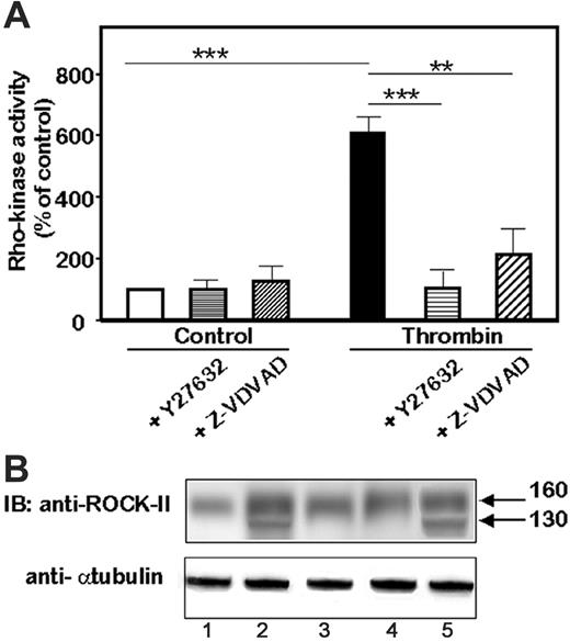 Figure 6. Involvement of caspase-2 in the activation of ROCK-II. (A) Rho-kinase activity in response to thrombin. Rho-kinase activity was determined by a colorimetric assay of the phosphorylation of MBS substrate. HMEC-1 cells were kept untreated or were stimulated for 4 hours with 1 IU/mL thrombin. **P < .01; ***P < .001. (B) Representative immunoblot of the effects of caspase inhibitors on the release of the 130 kDa cleaved form of ROCK-II. Immunoblots were performed after a 4-hour stimulation with thrombin. Cell lysates from unstimulated or thrombin-stimulated HMEC-1 cells were resolved on 4% to 12% PAGE and the blots were probed with an anti–ROCK-II monoclonal antibody or antitubulin as a loading control. Lane 1 is unstimulated HMEC-1; lane 2, thrombin-stimulated HMEC-1; lane 3, ZVAD-FMK; lane 4, Z-VDVAD-FMK; and lane 5, Z-DVED-FMK–treated HMEC-1.