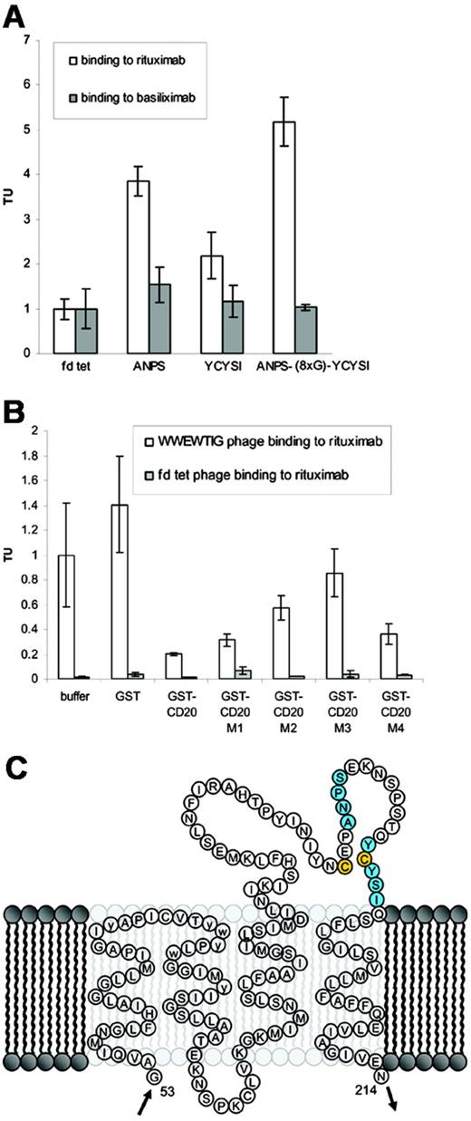 Figure 2. Rituximab binds to a discontinuous epitope within the extracellular domain of CD20. (A) Phages displaying both parts of the presumed epitope bind stronger to rituximab than phage displaying ANPS or YCYSI alone. Phages (5 × 107 TU) displaying no peptide insert (fd-tet) or the indicated peptides, respectively, were incubated both on immobilized rituximab and control antibody basiliximab. Bound phages were recovered by K91 bacterial infection. Transduced bacteria were grown on LB plates containing tetracycline to determine the number of TUs by colony counting. TU counts are shown relative to the number of TUs recovered from wells incubated with fd-tet. Data are means from triplicate platings ± SEM. (B) GST fusion proteins block binding of CWWEWTIGC phages to rituximab depending on their mutational status. CWWEWTIGC phages or insertless fd-tet phages (5 × 107 TU), respectively, were incubated on immobilized rituximab in the presence or absence of excess molar concentrations (0.2 mg/mL) of GST fusion proteins containing the presumed wild-type or mutated sequences shown in Table 2. Bound phages were recovered by bacterial infection. Transduced bacteria were grown on LB plates containing tetracycline to determine the number of TUs by colony counting. TUs are indicated relative to binding of WWEWTIG phages in the absence of GST fusion protein. Data are means from triplicate platings ± SEM. Phage binding is significantly blocked by GST-CD20 (P = .018), GST-CD20 M1 (P = .023) and GST-CD20 M4 (P = .029) compared with the GST control. (C) Model of the transmembrane and the extracellular domain of CD20 (based on Ernst et al5) with the suspected discontinuous epitope marked in blue. The disulfide bridge between C167 and C183 (Ernst et al5) is marked in yellow.