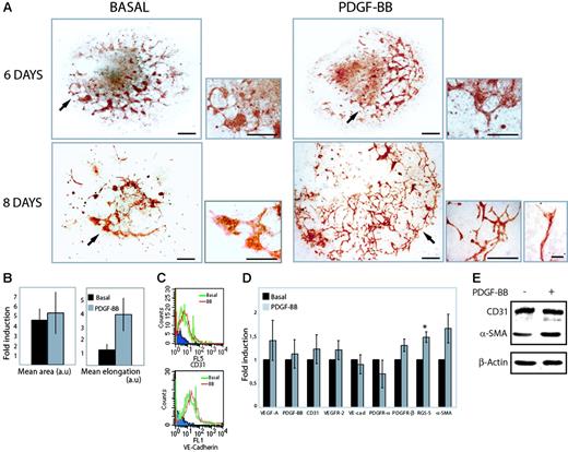 Figure 1. PDGF-BB promotes vascular development and sprouting angiogenesis. (A) Embryoid bodies were cultured in 15% FBS for 6 or 8 days in the absence (basal) or presence of 30 ng/mL PDGF-BB. Endothelial cells were visualized by immunohistochemical staining for CD31 (red). Arrows in the larger panels at the left (bars represent 300 μm) indicate areas shown at higher magnification in the smaller panels to the right (bars represent 100 μm). For the 8-day PDGF-BB–treated culture, a higher magnification is also shown at the bottom far right to demonstrate sprouting and a tip cell extending filopodia (bar represents 20 μm). For all conditions, 6 to 8 bodies were analyzed in 3 or more independent experiments. (B) Quantification of the mean area and length estimated in 10 individual embryoid bodies for each condition, stained immunohistochemically for CD31. Results are expressed as fold induction over basal (mean ± SD). (C) FACS analysis of CD31 and VE-cadherin–expressing cells in collagenase-dispersed embryoid bodies treated with PDGF-BB (BB) or not treated (basal). FL5 (CD31), FL1 (VE-cadherin). Blue indicates reactivity of the secondary antibody alone. (D) Real-time PCR analysis of VEGF-A, PDGF-B, CD31, VEGFR-2, VE-cadherin (VE-cad), PDGFR-α, PDGFR-β, RGS-5, and α-SMA expression in embryoid bodies cultured for 8 days in the absence (basal) or presence of PDGF-BB. Data are given as mean ± SD and are based on analyses of 6 individual RNA preparations. *P < .001, paired Student t test. (E) Immunoblotting for expression of CD31 and α-SMA in R1 embryoid bodies cultured for 8 days in the absence (–) and presence (+) of PDGF-BB.
