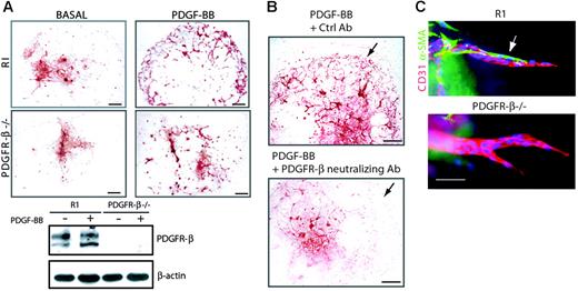 Figure 2. PDGF-BB promotes vascular development and sprouting angiogenesis by PDGFR-β. (A) Embryoid bodies derived from R1 or Pdgfr-β–/– stem cells were cultured for 8 days in the absence (basal) or presence of 30 ng/mL PDGF-BB. Endothelial cells were visualized by staining for CD31 (red; bars represent 300 μm). Immunoblotting for PDGFR-β was performed on embryoid bodies cultured in the absence (–) or presence (+) of PDGF-BB. (B) Embryoid bodies cultured for 8 days in the presence PDGF-BB were exposed to neutralizing PDGFR-β antibody CD140b or control nonimmune serum (Ctrl) between day 6 and day 8 of differentiation. Immunostaining for VE-cadherin showed the formation of a capillary plexus in cultures treated with the control antibody but not in cultures treated with the neutralizing antibody (arrows). Bars represent 300 μm. (C) Embryoid bodies of wild-type and Pdgfr-β–/– origin were placed in 3-D collagen gels at day 4 and cultured in the presence of VEGF-A165 (30 ng/mL) until day 10. Embryoid bodies were whole-mount stained for expression of CD31 (red), α–SMA (green), and Hoechst 33342 (blue). Bar represents 50 μm.