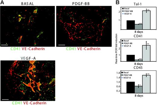 Figure 5. PDGF-BB induces the down-regulation of Tal-1, CD41, and CD45, markers for primitive and definitive hematopoiesis. (A) Embryoid bodies cultured for 8 days in the absence (basal) or presence of 30 ng/mL PDGF-BB or of VEGF-A165 were stained by immunofluorescence to visualize the expression of CD41 and VE-cadherin. Bars represent 300 μm. (B) Real-time PCR analysis of Tal-1, CD41, and CD45 expression in embryoid bodies cultured in the absence (basal) or presence of 30 ng/mL PDGF-BB or 30 ng/mL VEGF-A for 8 days. Results are expressed as mean ± SD fold induction of 3 separate experiments. *P < .05; **P < .005; ***P < .001.