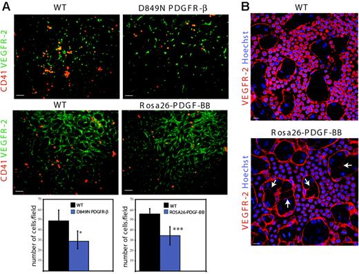 Figure 7. Reduced number of CD41-expressing hematopoietic cells and increased remodeling in PDGF-BB/PDGFR-β–activated yolk sacs. (A) Whole-mount, somite stage–matched yolk sacs from E9.5 D849N PDGFR-β (top panels) and Rosa26-PDGF-BB (middle panels) embryos were compared with their respective stage-matched wild-type yolk sacs in immunofluorescent analyses of CD41 and VEGFR-2. Bars represent 50 μm. The number of CD41-expressing cells/field in 6 to 8 fields in the E9.5 yolk sacs (n = 8 for each of D849N PDGFR-β and wild-type C57BL/6; n = 10 for each of Rosa26-PDGF-BB and wild-type SvJ129) are shown as mean ± SD fold induction. ***P = .001. *P = .042. (B) VEGFR-2/Hoechst 33342 costaining of wild-type and Rosa26-PDGF-BB yolk sacs shows an increased number of cytoplasmic extensions (arrows) and branching of the vascular plexus. Bars represent 20 μm.