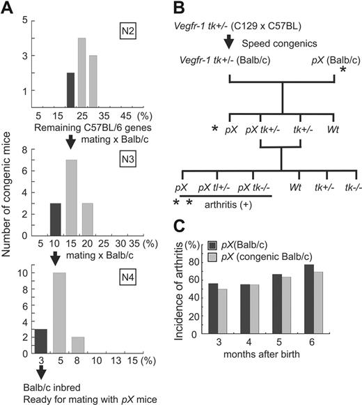Figure 1. Experimental design and speed congenics used to shorten the period of backcrossing. (A) Percentage of the C57BL/6 polymorphism loci remaining in the backcrossed generation of mice. After 4 generations, a few mice had less than 3% of C57BL/6 background loci. (B) Experimental design for pX-induced RA in the Vegfr-1 tk–/– background. *Confirmation of the incidence of arthritis in newly prepared BALB/c speed congenic pX and original BALB/c pX transgenic mice. **The incidence and degree of arthritis in these mice were examined. (C) Comparison of the incidence of arthritis between newly prepared BALB/c speed congenic pX transgenic mice and original BALB/c pX transgenic mice. No difference was observed during the first 3 to 6 months after birth.