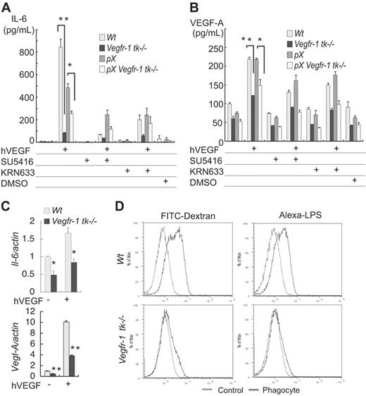 Figure 4. Cytokine secretion and phagocytosis are attenuated in the macrophages in Vegfr-1 tk–/– mice. (A-B) Mouse peritoneal macrophages were stimulated with hVEGF-A (100 ng/mL), and then levels of cytokines (IL-6 and VEGF-A) secreted into the medium were measured by ELISA after a 48-hour incubation. (A) IL-6 was secreted in response to hVEGF-A, and this secretion was partially suppressed by VEGFR inhibitors, SU5416 and KRN633. Secretion of IL-6 from Vegfr-1 tk–/– macrophages was low compared with that from the wild-type macrophages. (B) Mouse VEGF-A (mVEGF-A) was secreted from macrophages in the absence of hVEGF-A, and the secretion increased on stimulation with exogenous hVEGF-A. The secretion of mVEGF-A was partially suppressed by VEGFR inhibitors. The secretion from Vegfr-1 tk–/– macrophages was about half that from wild-type macrophages. Results represent the mean ± SEM from 2 to 3 experiments. (C) The mRNA expression of Il-6 and Vegf-A on treatment with hVEGF-A was examined by real-time RT-PCR analysis. Il-6 is weakly expressed in Vegfr-1 tk–/– macrophages. Vegf-A expression in Vegfr-1 tk–/– macrophages is about half that in the wild-type. (D) Macrophages derived from wild-type BM cells in cultures phagocytized dextran and LPS (upper row). On the other hand, macrophages from Vegfr-1 tk–/– BM did not show strong phagocytosis (lower row). Results are representative of at least 3 independent experiments. The data represent the mean ± SEM. *P < .05, **P < .01; wild-type versus Vegfr-1 tk–/– macrophages.