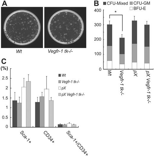 Figure 6. VEGFR-1 is associated with the proliferation of hematopoietic cells but not the number of BM HSCs. (A-B) The number of colony-forming units (CFU) in Vegfr-1 tk–/– was decreased in all progenitor cells (BFU-E, CFU-GM, CFU-mixed) compared with that in wild-type mice (P = .013) (A). Each progenitor cell also showed a decrease in the number of colonies (P = .002 in BFU-E, .091 in CFU-GM, and .021 in CFU-mixed). Data represent the mean ± SEM for 3 mice. *P < .05; wild-type BM versus Vegfr-1 tk–/– BM (B). (C) The number of HSCs (Sca-1+ and CD34+ cells) in BM was not influenced by Vegfr-1 tk deficiency. Percentages of HSCs among BMMNCs were analyzed by flow cytometer. Results represent the mean ± SEM for 3 mice.