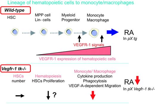 Figure 7. VEGFR-1 TK signaling is involved in arthritis by modulating hematopoiesis and promoting the differentiation of monocytes/macrophages. A schematic model of the VEGFR-1 TK signals associated with arthritis. (Top) Immature monocytes/macrophages derived from BM hematopoietic cells differentiate and migrate into the circulation. VEGFR-1 is expressed in monocyte/macrophage lineages. VEGFR-1 signals mobilize inflammatory cells to the peripheral tissues and RA joints and stimulate secretion of inflammatory cytokines to promote RA. (Bottom) VEGFR-1 signal–deficient macrophages show suppressed cytokine secretion, phagocytosis, and VEGF-dependent migration, resulting in a decrease in RA.
