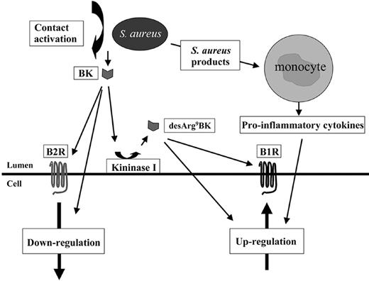 Figure 8. Proposed mechanism used by S aureus to interact with B1R and B2R. Based on the results of the present study, the following model is suggested. At the infectious site, invading monocytes become activated by staphylococcal toxins and secrete proinflammatory cytokines that induce an up-regulation of the B1R at the infectious focus. Plasma exudation into the infectious site will trigger contact activation and the formation of BK. BK can bind to B2R and trigger its down-regulation or be converted to the B1R agonist, desArg9BK, which subsequently leads to an activation and an additional up-regulation of B1R.
