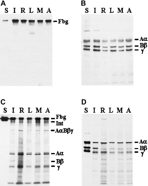 Figure 2. Western blot analysis of the culture medium and CHO cell lysate. Samples of medium (5 μL) were subjected to 8% SDS-PAGE under nonreducing conditions (A) or 10% SDS-PAGE under reducing conditions (B). The blots were developed with a polyclonal antibody to fibrinogen and reactive bands were detected by chemiluminescence, as described in “Materials and methods.” Purified plasma fibrinogen (3 ng) was electrophoresed in the lanes labeled S; medium from individual CHO lines was electrophoresed in the lanes labeled: I, γ387I; R, γ387R; L, γ387L; M, γ387M; A, γ387A. Samples of cell lysate (10 μL) were subjected to 8% SDS-PAGE under nonreducing conditions (C) or 10% SDS-PAGE under reducing conditions (D). Blots were developed as described. Bars at 340 kDa, 290 kDa, and 155kDa, and at 67 kDa, 56 kDa, and 47 kDa, indicate intact fibrinogen, intermediate complex (Int), and AαBβγ-complex (AαBβγ) in panels A and C, or the normal Aα-, Bβ-, and γ-chains in panels B-D.