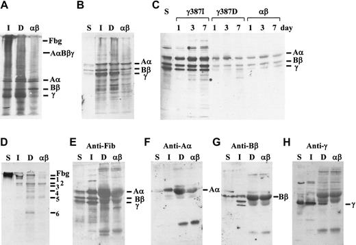 Figure 3. Western blot analysis of the culture medium and cell lysate for γ387D- and AαBβ-CHO cells. After growth of the cells in the culture dishes to about 70% to 80% confluence, the cells were harvested, and in other dishes, the culture medium was removed (day 0) and aprotinin-containing fresh medium was added. Media were harvested after an additional 1, 3, or 7 days. Cell lysates were subjected to 8% SDS-PAGE under nonreducing conditions (A) or 10% SDS-PAGE under reducing conditions (B). Samples from media harvested after an additional 1, 3, or 7 days (20 μL for γ387D and AαBβ and 10 μL for γ387I) were subjected to 10% SDS-PAGE under reducing conditions (C). Samples from 20-fold concentrated media (γ387D- and AαBβ-CHO cells) harvested after an additional 3 days of culture were subjected to 8% SDS-PAGE under nonreducing conditions (D) or 10% SDS-PAGE under reducing conditions (E-H). The blots were reacted with a polyclonal antibody to fibrinogen (A-E) and anti–Aα- (F), anti–Bβ- (G), or anti–γ-chain–specific (E) antibodies and, after a longer exposure of the nitrocellulose membrane to Hyperfilm-ECL, chemiluminescence was developed. Bars at 340 kDa and 155 kDa, and at 67 kDa, 56 kDa, and 47 kDa, indicate intact fibrinogen, and AαBβγ-complex (A,D), or the normal Aα-, Bβ-, and γ-chains (B-C,E-H). Labeled S, I, D, and αβ are purified plasma fibrinogen, γ387I-, γ387D-, and AαBβ-CHO cell line, respectively. Bands numbered from 1 to 6 in panel D are determined by 2-dimensional analysis (data not shown). 1, AαBβ-complex; 2, AαBβ-complex; 3, Aα-polymer; 4, Bβ-polymer; 5, Aα-polymer; and 6, Aα-monomer.