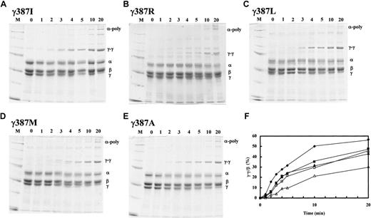 Figure 5. FXIIIa-catalyzed cross-linking of fibrin. Cross-linking of fibrin by FXIIIa was examined by 8% SDS-PAGE under reducing conditions as described in “Materials and methods.” Fibrinogen (0.25 mg/mL) was mixed with FXIIIa (3.3 U/mL) and thrombin (0.07 U/mL) and the reaction was incubated for the specified time at 37°C in 20 mM HEPES, pH 7.4, 0.12 M NaCl, 0.67 mM CaCl2 buffer. The reduced fibrin chains (α, β, γ, cross-linked γ-γ dimer, and cross-linked α-chain polymers) are indicated on the right side of the gels. The variant fibrinogens used were (A) γ387I, (B) γ387R, (C) γ387L, (D) γ387M, and (E) γ387A. Densitometric analyses were performed and γ-γ/β ratios were calculated and plotted in panel F: γ387I (♦), γ387R (▵), γ387L (▴), γ387M (▪), and γ387A (□).