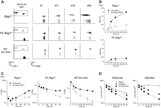 Figure 6. IL-7R–deficient F5 T cells fail to proliferate or survive in replete hosts. Splenocytes from F5 TreIL-7R donors taken off dox food 3 days previously and F5 controls were stimulated with NP68 peptide for 72 hours followed by a further 4-day culture in IL-2. Blasts from cultures of F5 TreIL-7ROFF and control F5 T cells were labeled with CFSE, mixed in equal numbers, and 2 × 107 total cells transferred into either Rag1–/– (n = 3), F5 Rag1–/– Ly5.1 recipients (n = 3), or fully lymphoreplete tolerant bone marrow chimeras (see “Materials and methods”) (C57BL6/J bm chim, n = 3). Recipient mice were bled at different times after transfer and analyzed for CFSE profile, CD8, TCR, and Ly5.1 expression. (A) Dot plots are of Ly5.2 versus Ly5.1 staining by CD8+TCRhi cells, and the square indicates the gate used to identify Ly5.2-positive donor cells. Plots of Ly5.1 versus CFSE are gated on CD8+TCRhi Ly5.2-positive cells for days 1, 11, 19, and 40 after transfer. (B) Mean divisions were calculated from CFSE profiles of F5 control (•) and F5 TreIL-7ROFF cells (○) transferred into Rag1–/– or F5 Rag1–/– Ly5.1 recipients. (C) Graphs show the frequency of F5 control (•) and F5 TreIL-7ROFF cells (○) in PBLs of Rag1–/– or F5 Rag1–/– Ly5.1 and C57BL6/J bone marrow chimera recipients. (D) Graphs show unmanipulated chimerism between F5 control and F5 TreIL-7ROFF cells in Rag1–/– (•), naive F5 Rag1–/– Ly5.1 hosts (○), and C57BL6/J bone marrow chimera recipients (▪) and adjusted chimerisms that exclude the expansive effects of proliferation as predicted by a population CFSE profile (see “Materials and methods”).