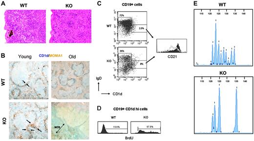 Figure 3. Hematologic abnormalities of Aire–/– spleens. (A) Extramedullary hematopoiesis of spleens from aged Aire KO and WT mice (×20/1.0 NA objective magnification); sections were stained with H&E. (B) Representative immunohistochemical analysis of 6-week-old (left panel) and 15-month-old (right panel) Aire WT and KO mice. At least 4 serial sections from each mouse were stained for MOMA-1+ (brown) metallophilic macrophages and CD1dhi marginal zone B cells (blue). Objective magnification: ×10/1.0 NA for young mice, ×4/1.0 NA for old mice. The arrows in the left panels outline the thickness of the metallophilic macrophages, and the double arrow in the bottom right panel outlines the extent of the CD1d-positive marginal zone. (C) The follicular versus marginal zone phenotype of the splenic B cells was measured by FACS. The dot plots are gated on CD19+ lymphocytes; the histogram on the right shows the expression of CD21 on IgDloCD1dhi marginal zone B cells in WT (▪) vs KO (gray line). n = 6 WT, 5 KO. Two representative mice are shown. (D) One-hour incorporation of BrdU in CD19+CD1dhi splenic marginal zone B cells of a WT versus a KO mouse with MZL. (E) PCR of splenic DNA at the immunoglobulin heavy-chain gene D-J rearrangement junction with fluorescent primer, analyzed with capillary electrophoresis. Length of the PCR product in base pairs is indicated on the top scale. n = 3 WT, 9 KO. Two representative mice are shown.
