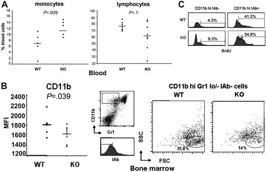 Figure 4. Normal bone marrow hematopoiesis but increased turnover of myeloid monocytic precursors in aged Aire–/– mice. (A) Differential count of monocytes and lymphocytes on blood smears. n = 7 WT, 7 KO. (B) Mean fluorescence intensity of CD11b in CD11bhi cells in bone marrow measured by flow cytometry (left panel); n = 8 WT, 8 KO. Each symbol corresponds to a different animal. P value was calculated with t test. Mean values are indicated by horizontal lines. Size and granularity of CD11bhiGr1lo/–IAb– bone marrow myeloid cells (right panel); gating strategy shown in the middle panel. n = 6 WT, 5 KO. Two representative mice are shown. (C) One-hour BrdU incorporation in CD11bhi IAb– and CD11bhi IAb+ bone marrow myeloid cells gated on monocyte precursors from FSC/SSC. n = 6 WT, 5 KO. Two representative mice are shown.