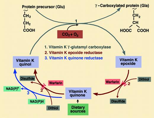 The relationship of γ-carboxylation to the enzymes of the vitamin K cycle and vitamin K metabolism. Also shown is the inhibition of the thiol-dependent vitamin K epoxide reductase activity by warfarin. In the presence of warfarin, dietary vitamin K can enter the cycle via an NAD(P)H-dependent quinone reductase that is relatively insensitive to warfarin. Illustration by Marie Dauenheimer.