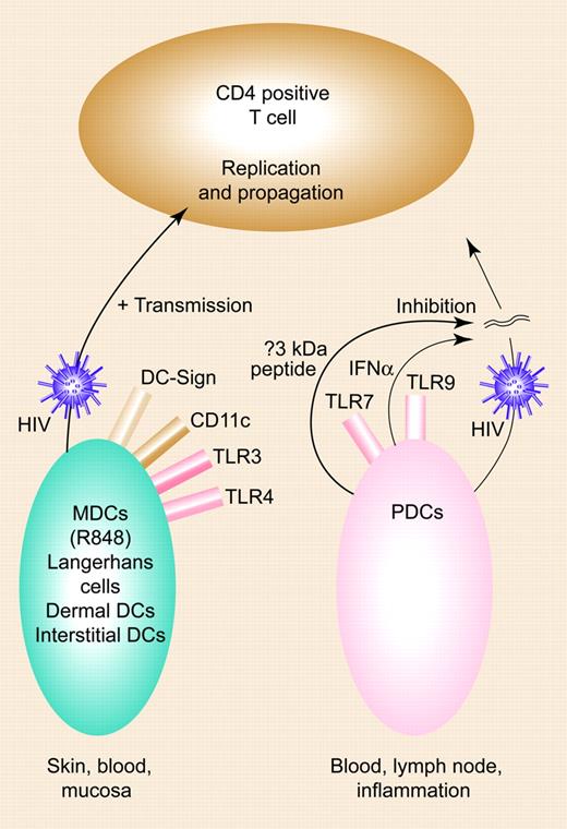 Opposing roles of DC subsets in HIV infection. MDCs enhance HIV-1, with transmission of HIV-1 across the infectious synapse; PDCs inhibit this process via IFN-α and a new small molecule. Illustration by Paulette Dennis.