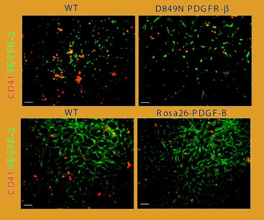 Reduced number of CD41-expressing hematopoietic cells and increased vascular remodeling in PDGF-BB/PDGFR-β–activated yolk sacs. See the complete figure in the article beginning on page 1877.