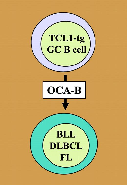 Simplified model on TCL1-driven neoplastic development of GC B lymphocytes. Elevated levels of TCL1 in GC B cells increase proliferation, resistance to Fas-dependent apoptosis, and expression of AID (not shown). Full malignant transformation of these cells is strictly dependent upon OCA-B, which is required for the development of GCs in secondary lymphoid tissues. TCL1-transgenic lymphomas, classified as FL, BLL, or DLBCL, exhibit features of genomic instability and contain elevated Myc (not shown).