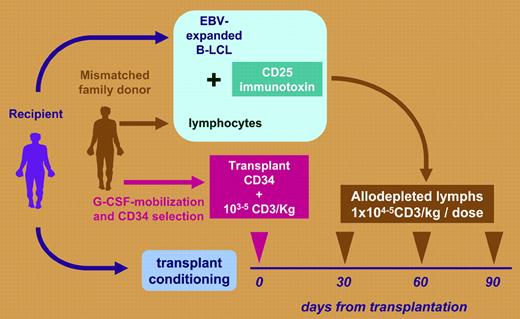 Graft engineering to prevent graft-versus-host disease. Mismatched T-cell–depleted stem cell transplantation followed by transfusion of allodepleted donor lymphocytes.