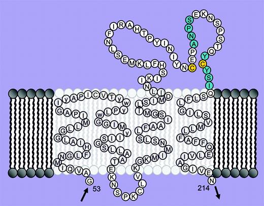 Rituximab binds to a discontinuous epitope within the extracellular domain of CD20. See the complete figure in the article beginning on page 1975.