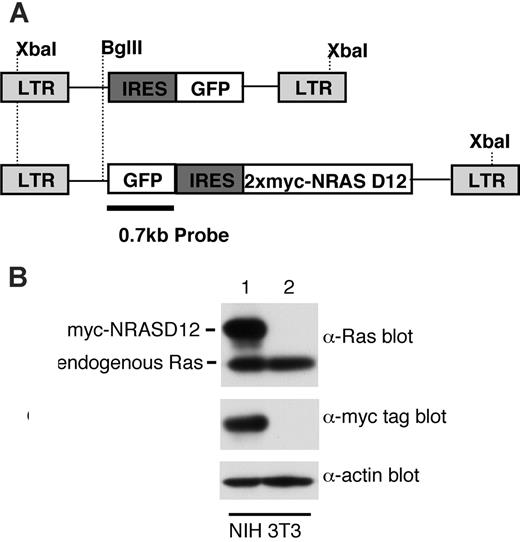 Figure 1. Expression of oncogenic NRAS by the MSCV retroviral vector. (A) A schematic diagram of retroviral DNA constructs used to transduce oncogenic NRAS and the vector control. Positions of restriction enzyme sites as well as probe used for Southern blot are indicated. (B) Western blot analysis of NIH3T3 cells infected with the NRAS retrovirus (lane 1) and the vector control (lane 2) using Ras and myc-tag antibodies. Detection of actin using an actin antibody was used as a loading control (bottom). The ratio between the intensity of exogenous RAS and endogenous Ras is about 1.5, and approximately 50% NIH3T3 cells were GFP positive (lane 1).