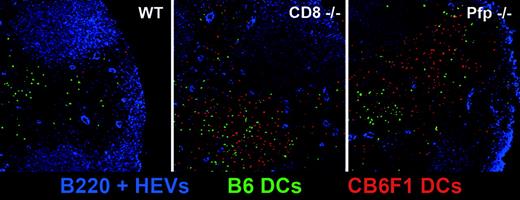 Figure 7. In situ visualization of allogeneic DC persistence in CD8- and perforin-deficient mice. WT, CD8–/–, and perforin–/– B6 mice were injected with a mixture of CFSE-labeled B6 (green) and CMTMR-labeled CB6F1 (red) DCs. At 72 hours after injection, draining lymph nodes were harvested, prepared as described in “Materials and methods,” and stained with anti-B220 and anti-PNAd mAbs (blue). Lymph node stained sections were then analyzed by confocal microscopy.