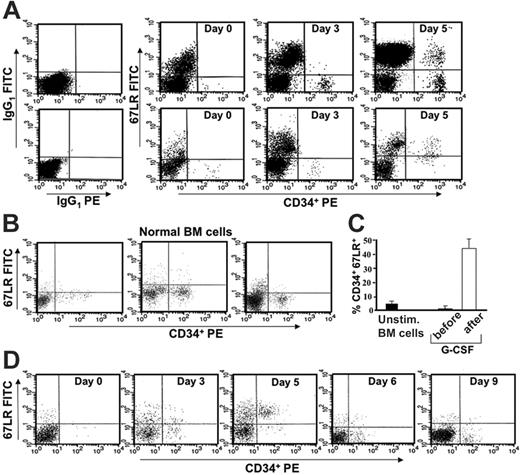 Figure 1. In vivo G-CSF administration increases 67LR expression in circulating CD34+ cells compared with normal unstimulated marrow CD34+ cells. (A) 67LR expression in circulating CD34+ cells during G-CSF–induced stem-cell mobilization in 2 representative donors (nos. 1 and 20 in Figure 2A-B). Immunophenotyping of 67LR expressing CD34+ cells was performed by 3-color flow cytometry on mononuclear cells gated for side light scatter (SSC-H) and CD45+, with an anti-67LR polyclonal antibody detected by a FITC-conjugated antirabbit antibody. PBMNCs were collected before (day 0) or at various time points (day 3 and 5) during G-CSF administration. (B) Immunophenotyping of 67LR-expressing CD34+ cells on BMMNCs from 3 representative healthy subjects. (C) Percentage of 67LR expressing CD34+ cells in BMMNCs from 15 healthy subjects and in PBMNCs collected from 35 healthy donors before G-CSF administration (day 0, ▪) or at the time of cell harvesting (day 5, □). (D) Immunophenotyping of 67LR expressing CD34+ cells performed by 3-color flow cytometry on mononuclear cells gated for side light scatter (SSC-H) and CD45+, with an anti-67LR polyclonal antibody on PBMNCs collected before (day 0), during (days 3 and 5) G-CSF administration, and at G-CSF withdrawal (days 6 and 9). Increased 67LR expression in circulating CD34+ cells is strictly dependent on G-CSF administration.