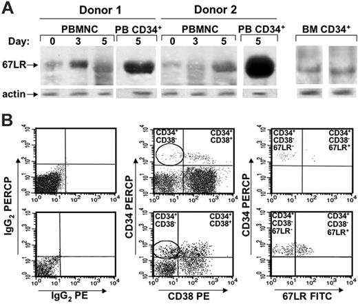 Figure 3. 67LR expression increases in circulating CD34+ and CD34+/CD38– cells during G-CSF administration. (A) Western blot analysis with an anti-67LR polyclonal antibody of PBMNCs collected from 2 representative donors before (day 0) or at different time points (days 3 and 5) of G-CSF administration, of highly purified circulating CD34+ cells collected from the same donors at day 5 of G-CSF administration, and of highly purified BM CD34+ cells collected from 2 different donors. Treatment by G-CSF increases 67LR production, especially in CD34+ cells. (B) 67LR expression in CD34+/CD38– progenitor cells during G-CSF–induced stem-cell mobilization from a representative case. Immunophenotyping of 67LR-expressing cells was performed on enriched CD34+/CD38– cells (see “Materials and methods”) collected at day 0 (top panel) and day 5 (bottom panel) of G-CSF administration on a mononuclear gate by triple staining with a PerCP-conjugated anti-CD34, a PE-conjugated anti-CD38, and an anti-67LR polyclonal antibody detected by a FITC-conjugated antirabbit antibody. CD34+/CD38– cells expressing 67LR were evaluated within the gate of CD34+CD38– cells (circled). Treatment by G-CSF increases 67LR production even in CD34+/CD38– cells.