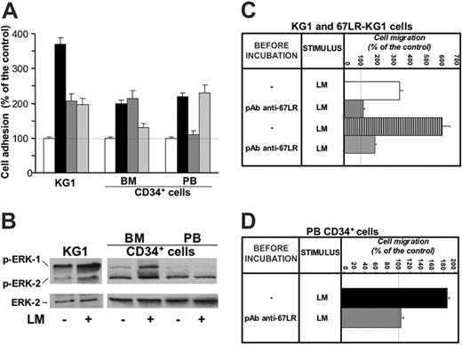 Figure 4. 67LR mediates in vitro cell adhesion and migration to laminin of G-CSF–mobilized CD34+ cells and affects MAPK phosphorylation in these cells. (A) In vitro cell adhesion to laminin of KG1, unstimulated BM, and G-CSF–mobilized PB CD34+ cells. KG1 cells, highly purified BM CD34+ cells from 3 donors and highly purified G-CSF–mobilized PB CD34+ cells from 3 donors were plated in wells coated with human placental laminin (5 μg/well), after preincubation with nonimmune rabbit antibodies (▪), an anti-67LR polyclonal antibody (dark gray bars), an anti-α6 antibody (light gray bars), and allowed to adhere for 16 hours at 37°C. As negative controls, heat-denatured BSA was used for coating. Attached cells were fixed and stained with crystal violet; the absorbance (OD) of the eluted stain was measured by a spectrophotometer at 540 nm. All experiments were performed in triplicate and reported as a percentage of controls. The 100% values represent cell adhesion to heat-inactivated BSA (□). Results are presented as mean ± SD. 67LR supports cell adhesion to laminin of KG1 and G-CSF–mobilized CD34+ cells, whereas adhesion to laminin of unstimulated marrow CD34+ cells is 67LR independent and mostly mediated by α6 integrins. (B) MAPK activation in CD34+ cell adhered to laminin. KG1 cells, highly purified unstimulated BM CD34+ cells, and highly purified G-CSF–mobilized PB CD34+ cells were plated in 35-mm wells coated with human placental laminin and allowed to adhere for 16 hours at 37°C. As negative controls, heat-denatured BSA was used for coating. Cells were then lysed and subjected to Western blot with anti–phospho-ERKs and anti–ERK-2 (as a loading control) polyclonal antibodies. Adhesion to laminin increased MAPK phosphorylation in both KG1 and BM CD34+ cells, whereas PB CD34+ cell adhesion to laminin, mostly mediated by 67LR engagement, did not increase MAPK activation. (C) In vitro cell migration to laminin of wild-type (□) and 67LR-transfected (▥) KG1cells. After incubation with nonimmune antibody (---) and a polyclonal anti-67LR antibody (pAb anti-67LR), KG1 cells were plated in Boyden chambers and allowed to migrate toward human placental laminin (25 μg/mL). The 100% values represent cell migration in the absence of chemoattractant. Values are the mean ± SD of 3 experiments performed in triplicate. Laminin-induced migration is increased in 67LR-transfected KG1 cells and is strongly reduced by blocking 67LR. (D) In vitro cell migration to laminin of G-CSF–mobilized PB CD34+ cells (▪). After incubation with nonimmune antibody (---) and a polyclonal anti-67LR antibody (pAb anti-67LR), highly purified G-CSF–mobilized CD34+ cells were plated in Boyden chambers and allowed to migrate toward human placental laminin. 100% values represent cell migration in the absence of chemoattractant. Values are the mean ± SD of 3 experiments performed in triplicate. Laminin-induced migration of G-CSF–mobilized PB CD34+ cells is almost totally abolished by blocking 67LR.