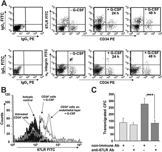 Figure 5. 67LR is up-regulated by G-CSF and by exposure to BM-derived endothelial cells in human BM CD34+ cells and is involved in their transendothelial migration. (A) 67LR and α6-integrin expression on BM CD34+ cells after in vitro G-CSF treatment, in one representative experiment. BMMNCs from healthy donors were cultured for 24 and 48 hours with medium alone or in presence of 200 ng/mL G-CSF and analyzed by 3-color flow cytometry on mononuclear cells gated for side light scatter (SSC-H) and CD45+, with anti-67LR and anti-α6 polyclonal antibodies or nonimmune polyclonal antibodies, as a negative control, and detected by a FITC-conjugated antirabbit antibody. 67LR expression on human BM CD34+ cells is increased by in vitro G-CSF treatment, whereas α6-integrin expression decreases. (B) 67LR expression on BM CD34+ cells after in vitro G-CSF treatment and exposure to BM-derived endothelial cells, in one representative experiment. BMMNCs from healthy donors were cultured for 24 hours with medium alone, in the presence of 200 ng/mL G-CSF, or on confluent endothelial-cell layers in the presence of 200 ng/mL G-CSF, and analyzed by 3-color flow cytometry, as described. 67LR expression of human G-CSF–stimulated BM CD34+ cells is further increased by exposure to BM-derived endothelial cells. (C) Transendothelial migration of G-CSF–stimulated BM CD34+ cells. After incubation with a polyclonal anti-67LR antibody or a nonimmune antibody, CD34+ cells, stimulated for 72 hours with 200 ng/mL G-CSF, were plated in Transwell plates coated with confluent endothelial monolayers and allowed to migrate toward 200 ng/mL SDF1 (dark gray bars) or medium alone for 4 hours (light gray bars). Cells migrating into the lower compartment were collected and analyzed for their CFC content by methylcellulose colony assay. Data are the mean ± SEM of 3 separate experiments, ***P < .001. G-CSF–stimulated BM CD34+ cell transendothelial migration is significantly inhibited by anti-67LR antibodies.
